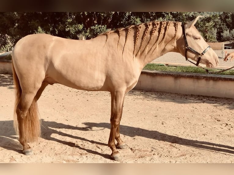 PRE Mix Stallion 4 years 15,2 hh Champagne in Palma De Mallorca