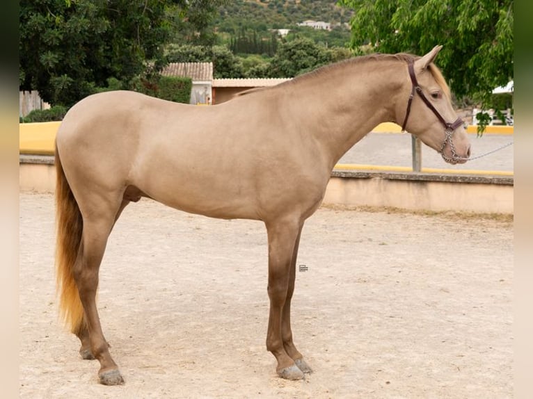 PRE Mix Stallion 4 years 15,2 hh Champagne in Palma De Mallorca
