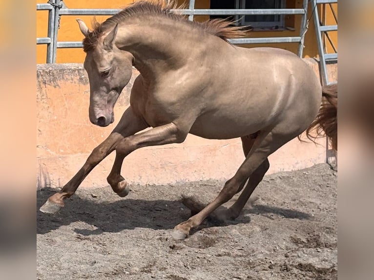 PRE Mix Stallion 4 years 15,2 hh Champagne in Palma De Mallorca PRE Mix Stallion 4 years 15,2 hh Champagne in Palma De Mallorca