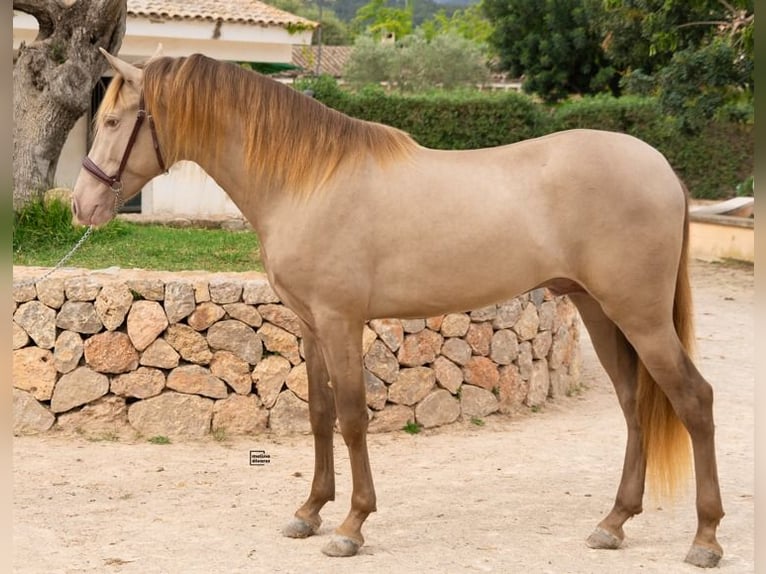 PRE Mix Stallion 4 years 15,2 hh Champagne in Palma De Mallorca