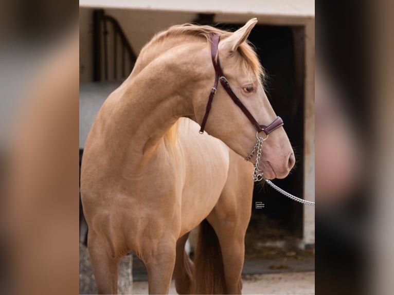 PRE Stallion 4 years 15,2 hh Champagne in Palma De Mallorca
