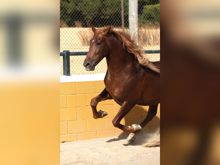PRE Mix Stallion 4 years 15,2 hh Chestnut-Red in Hamburg