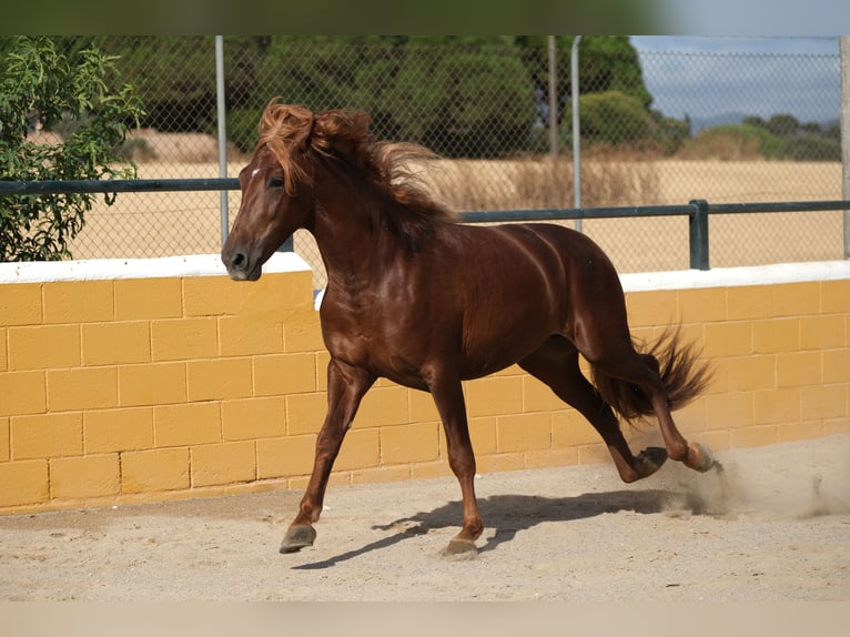 PRE Mix Stallion 4 years 15,2 hh Chestnut-Red in Hamburg