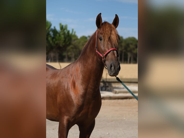PRE Mix Stallion 4 years 15,2 hh Chestnut-Red in Hamburg
