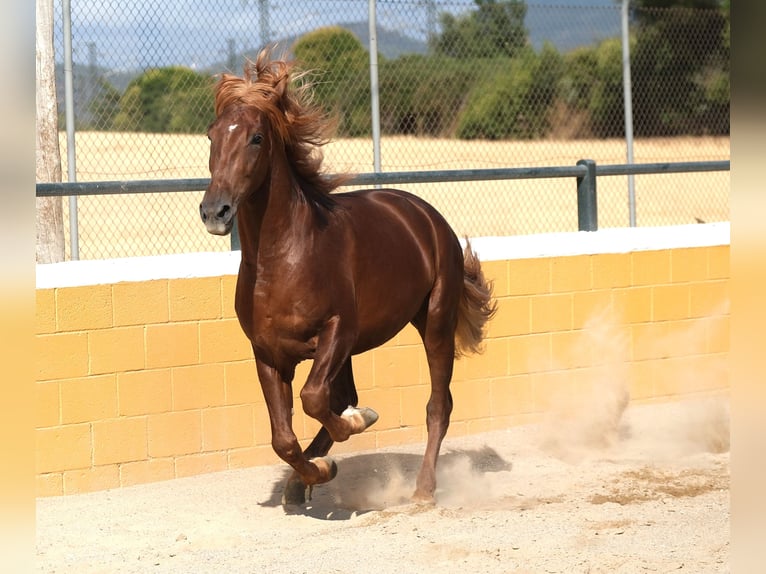 PRE Mix Stallion 4 years 15,2 hh Chestnut-Red in Hamburg