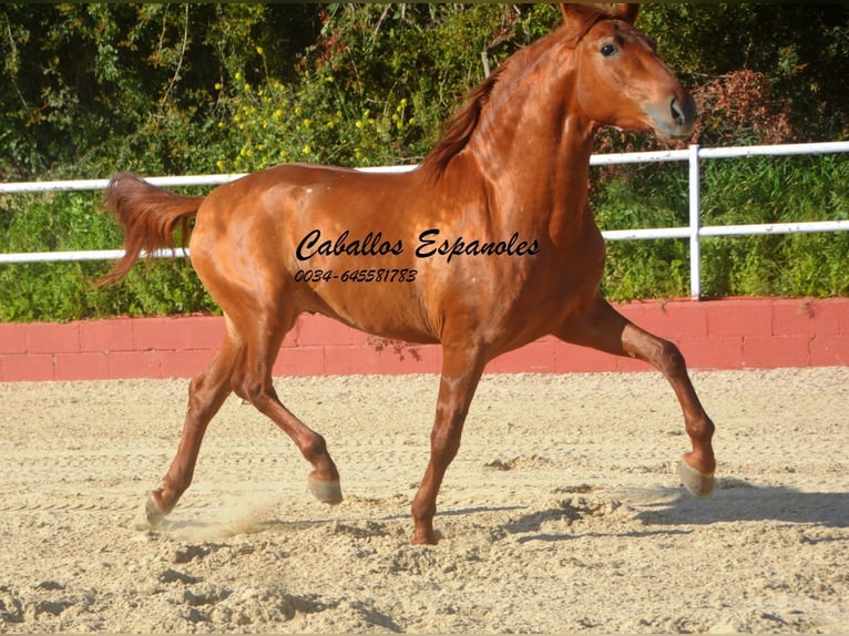 PRE Mix Stallion 4 years 15,2 hh Chestnut-Red in Vejer de la Frontera