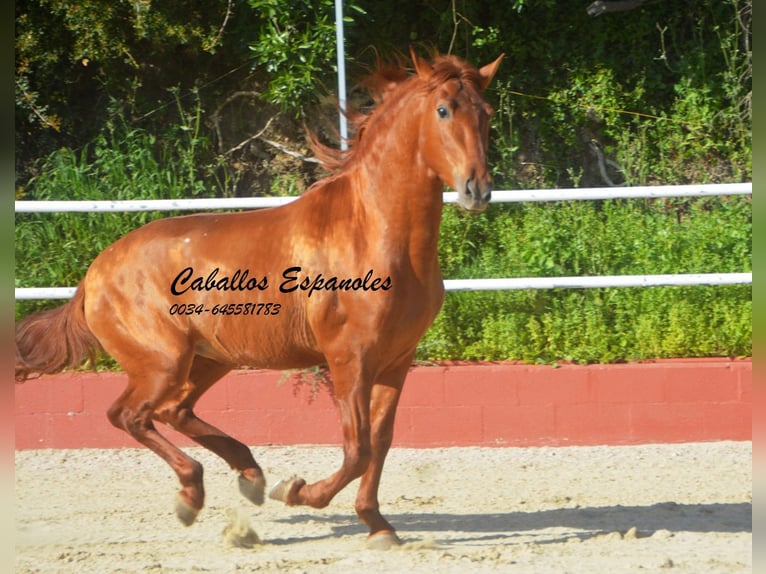 PRE Mix Stallion 4 years 15,2 hh Chestnut-Red in Vejer de la Frontera
