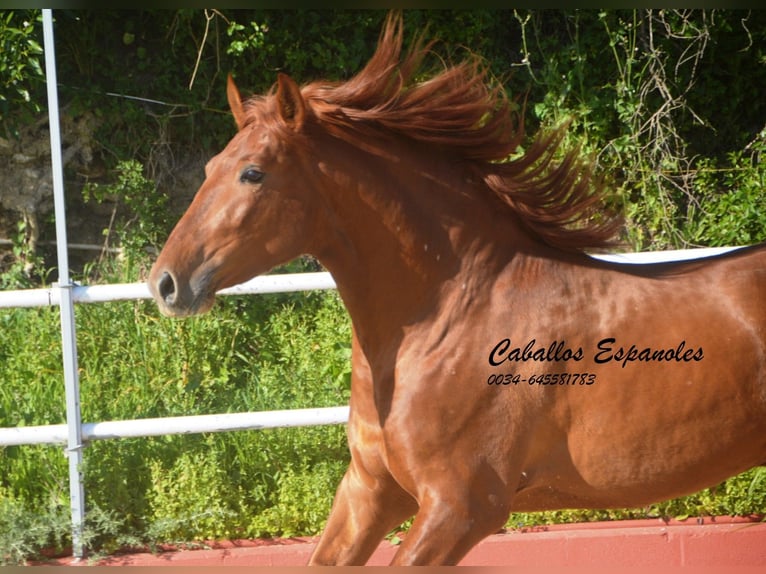 PRE Mix Stallion 4 years 15,2 hh Chestnut-Red in Vejer de la Frontera
