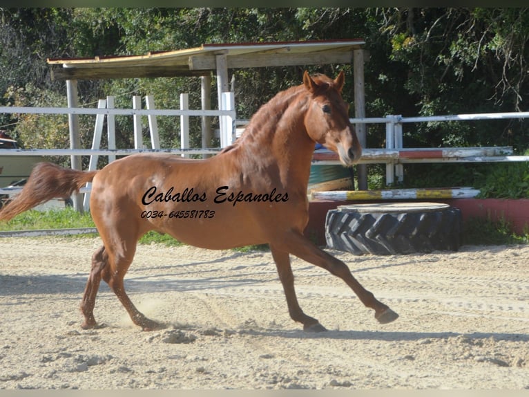 PRE Mix Stallion 4 years 15,2 hh Chestnut-Red in Vejer de la Frontera