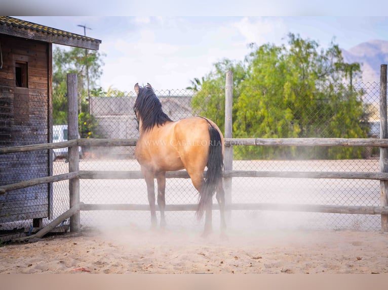 PRE Stallion 4 years 15,2 hh in Rafelguaraf