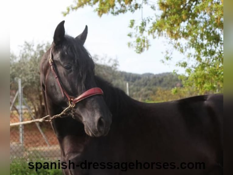 PRE Mix Stallion 4 years 15,2 hh in Barcelona