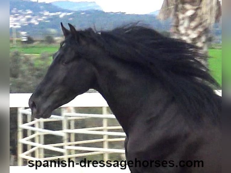 PRE Mix Stallion 4 years 15,2 hh in Barcelona