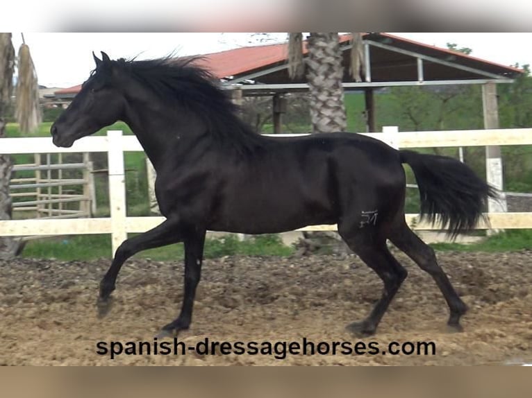 PRE Mix Stallion 4 years 15,2 hh in Barcelona