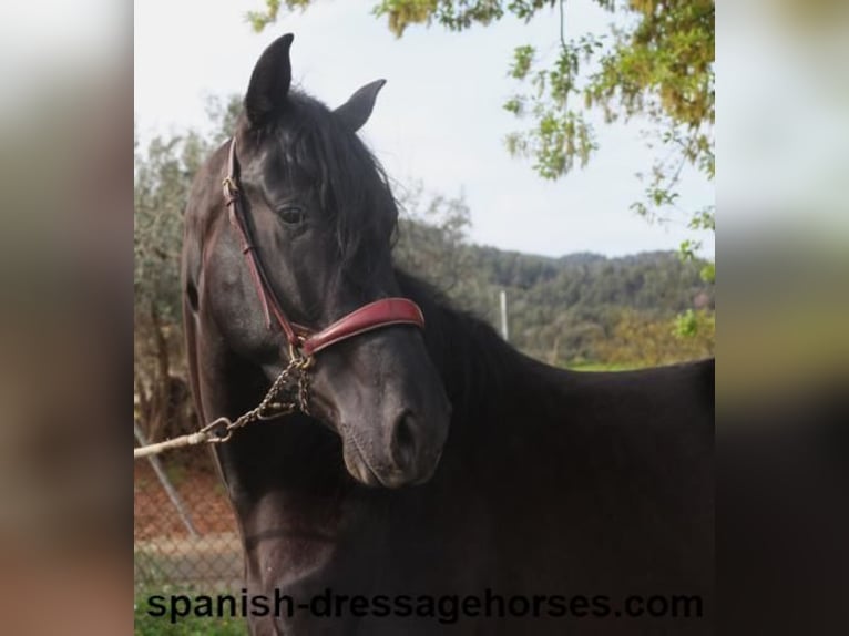 PRE Mix Stallion 4 years 15,2 hh in Barcelona
