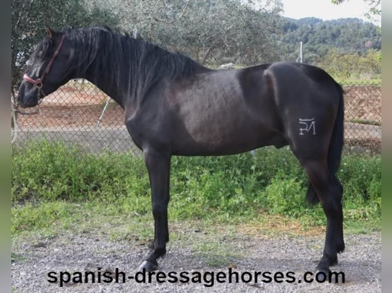 PRE Mix Stallion 4 years 15,2 hh in Barcelona