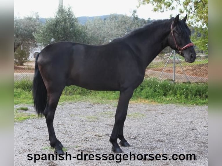 PRE Mix Stallion 4 years 15,2 hh in Barcelona