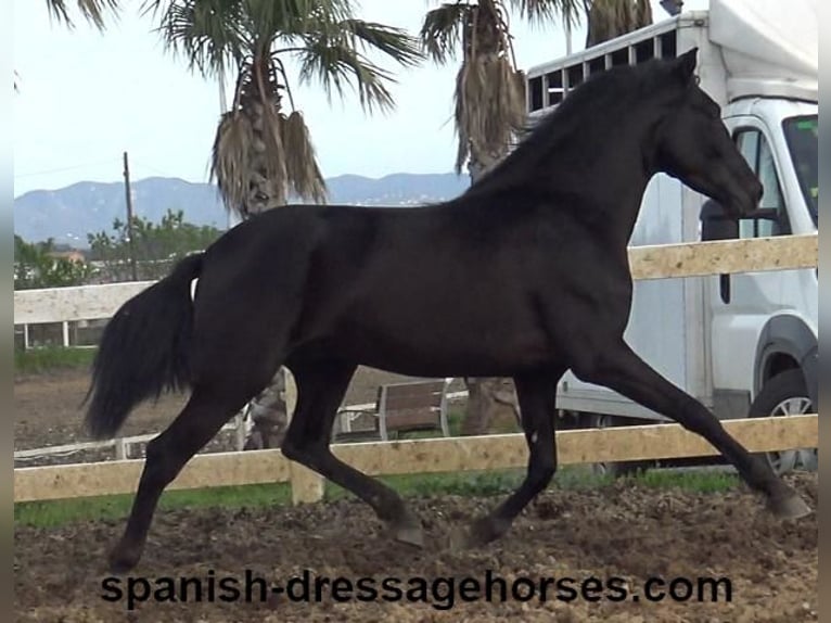 PRE Mix Stallion 4 years 15,2 hh in Barcelona