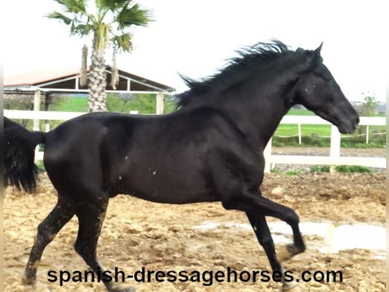 PRE Mix Stallion 4 years 15,2 hh in Barcelona