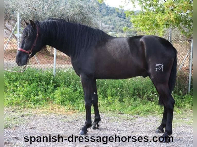 PRE Mix Stallion 4 years 15,2 hh in Barcelona