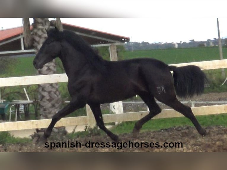 PRE Mix Stallion 4 years 15,2 hh in Barcelona