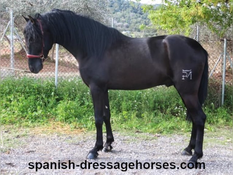 PRE Mix Stallion 4 years 15,2 hh in Barcelona