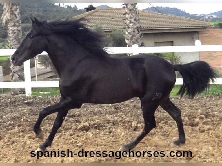 PRE Mix Stallion 4 years 15,2 hh in Barcelona