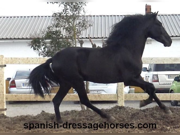 PRE Mix Stallion 4 years 15,2 hh in Barcelona