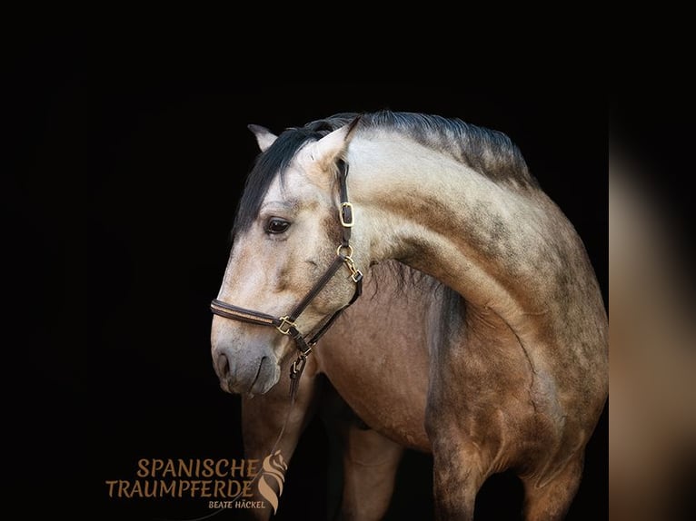 PRE Stallion 4 years 15,2 hh Dun in Traventhal