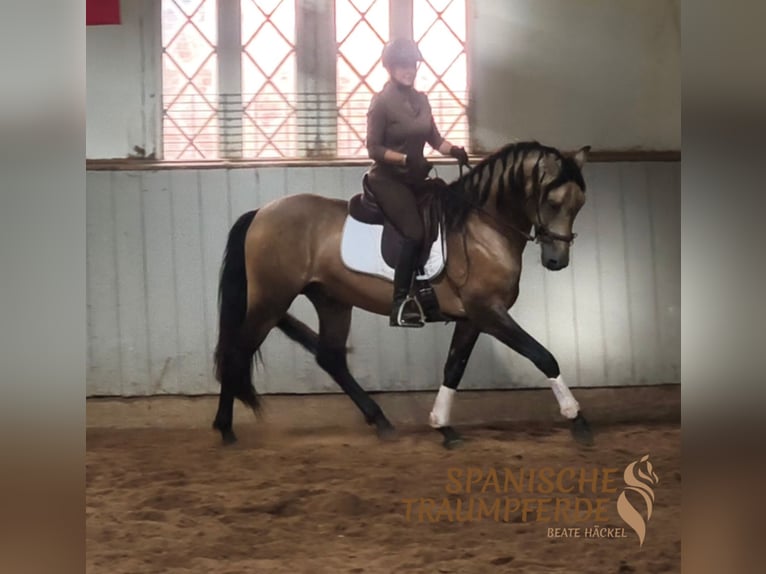 PRE Stallion 4 years 15,2 hh Dun in Traventhal