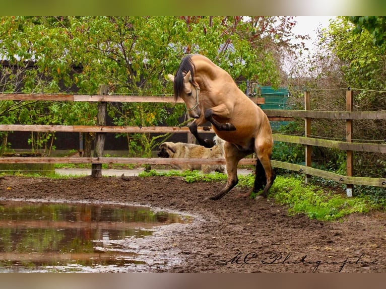 PRE Mix Stallion 4 years 15,2 hh Dun in POLENZ