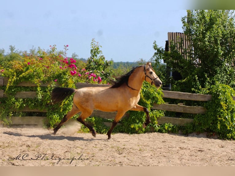 PRE Mix Stallion 4 years 15,2 hh Dun in POLENZ