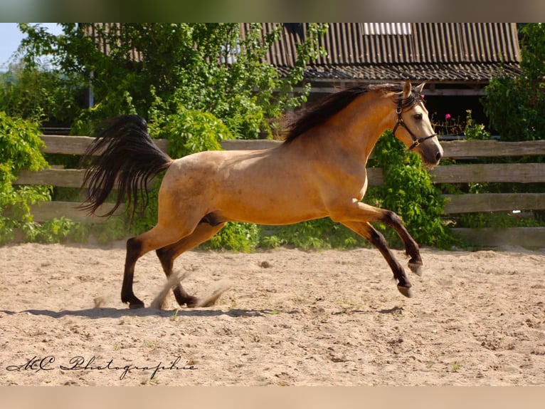 PRE Mix Stallion 4 years 15,2 hh Dun in POLENZ