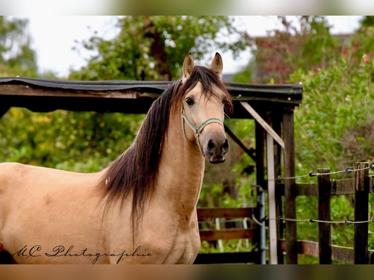 PRE Mix Stallion 4 years 15,2 hh Dun in POLENZ