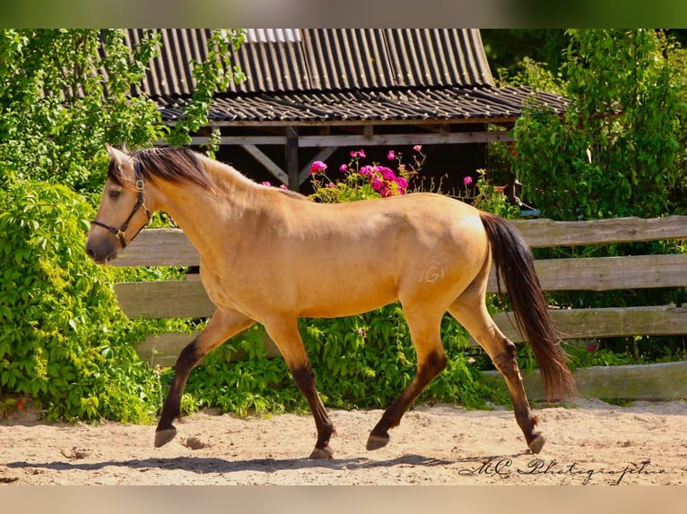 PRE Mix Stallion 4 years 15,2 hh Dun in POLENZ