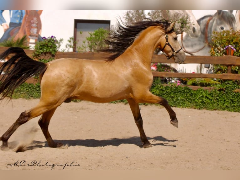 PRE Mix Stallion 4 years 15,2 hh Dun in POLENZ