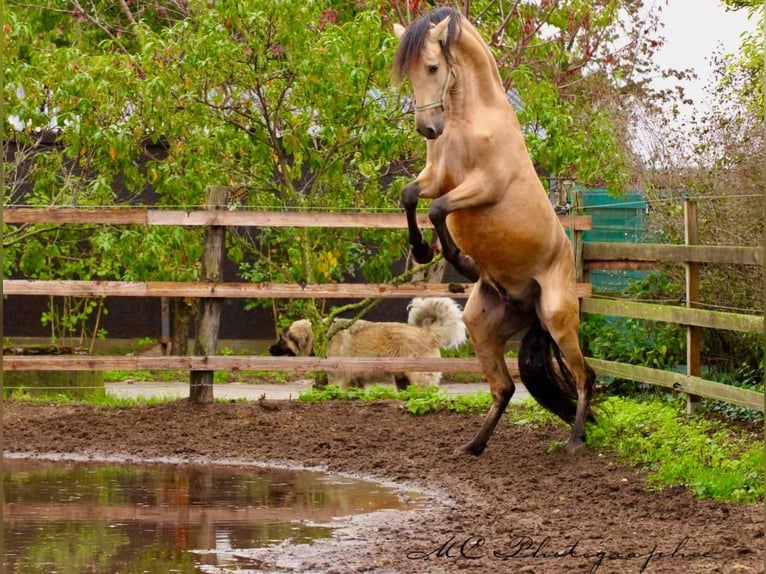 PRE Mix Stallion 4 years 15,2 hh Dun in POLENZ