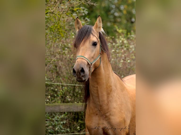 PRE Mix Stallion 4 years 15,2 hh Dun in POLENZ