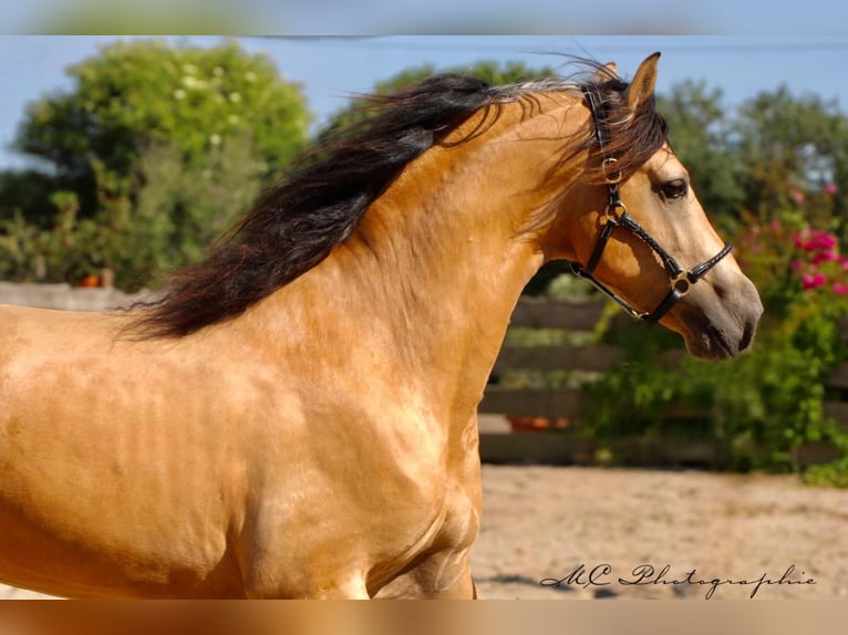 PRE Mix Stallion 4 years 15,2 hh Dun in POLENZ
