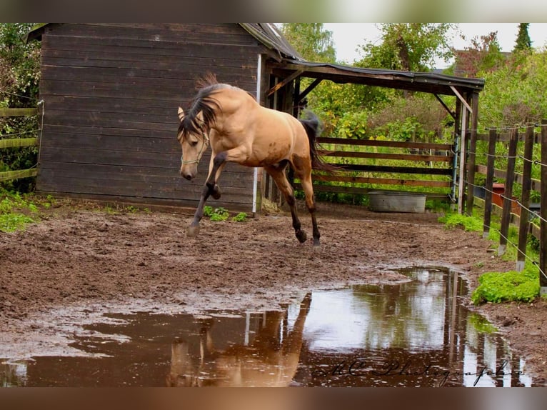 PRE Mix Stallion 4 years 15,2 hh Dun in POLENZ