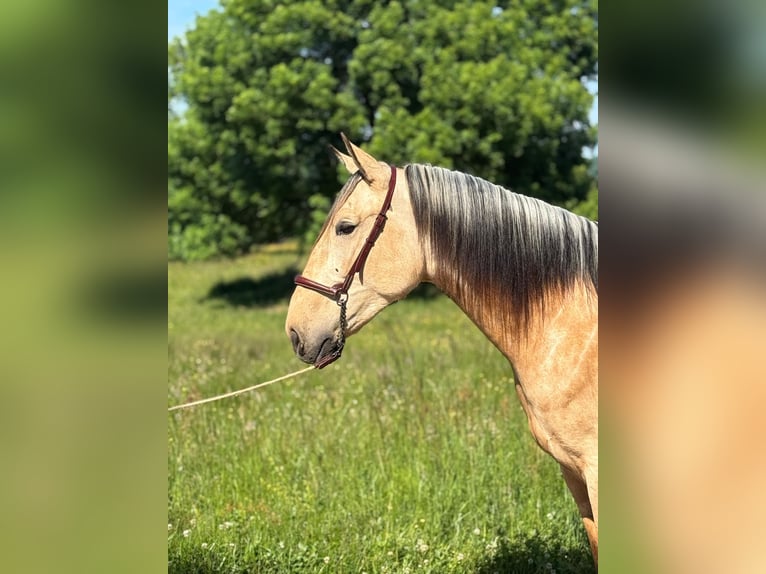 PRE Mix Stallion 4 years 15,2 hh Dun in CAUMONT