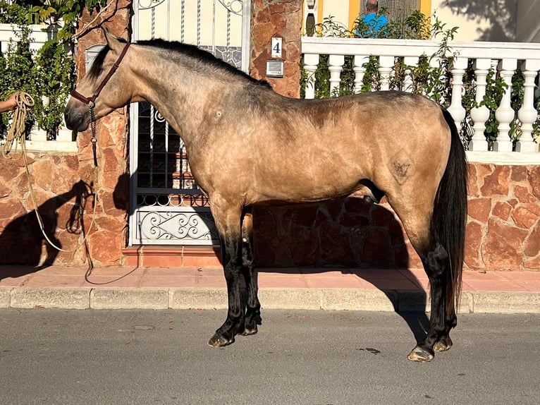 PRE Mix Stallion 4 years 15,2 hh Dun in Tabernas