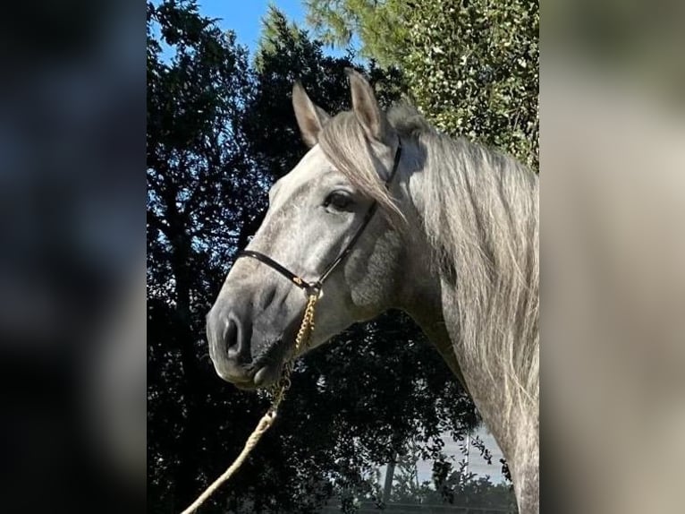 PRE Mix Stallion 4 years 15,2 hh Gray-Dapple in Martfeld