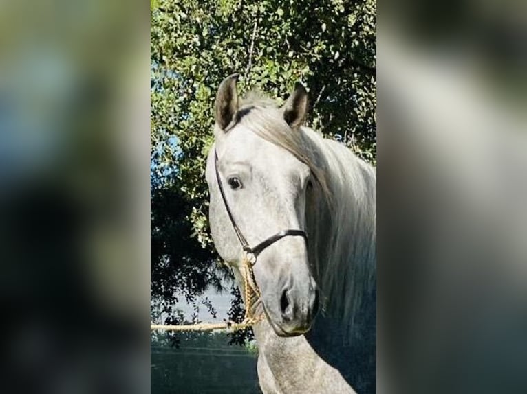 PRE Mix Stallion 4 years 15,2 hh Gray-Dapple in Martfeld