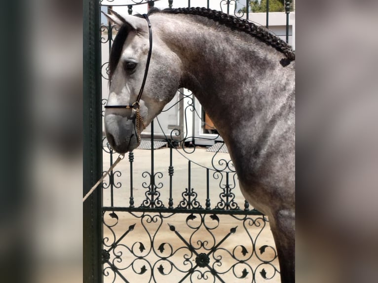 PRE Mix Stallion 4 years 15,2 hh Gray-Dapple in Neu-Anspach PRE Mix Stallion 4 years 15,2 hh Gray-Dapple in Neu-Anspach