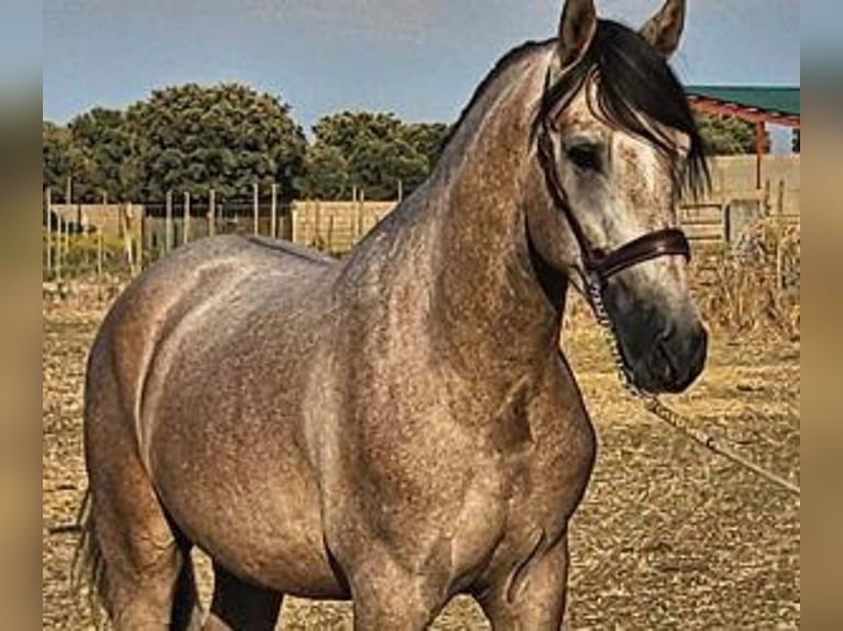 PRE Mix Stallion 4 years 15,2 hh Gray in Valladolid
