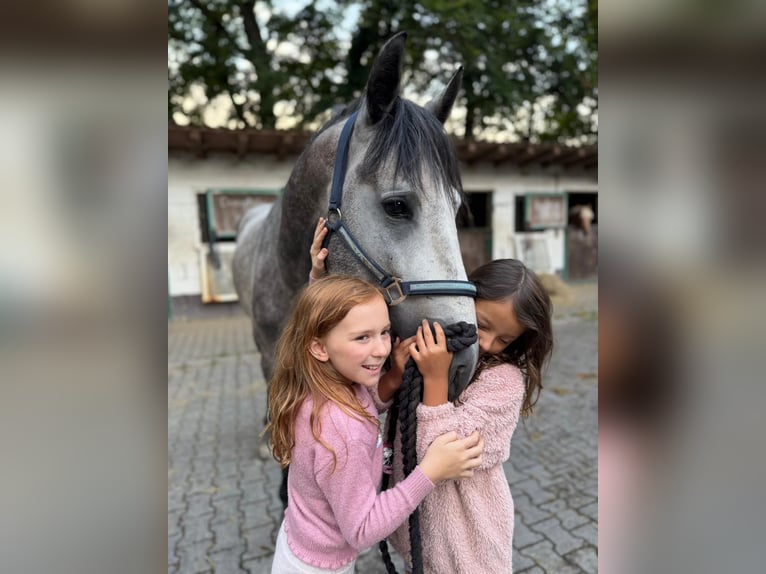 PRE Mix Stallion 4 years 15,2 hh Grey-Dapple in Neu-Anspach