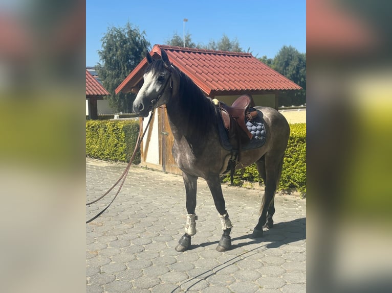 PRE Mix Stallion 4 years 15,2 hh Grey-Dapple in Neu-Anspach