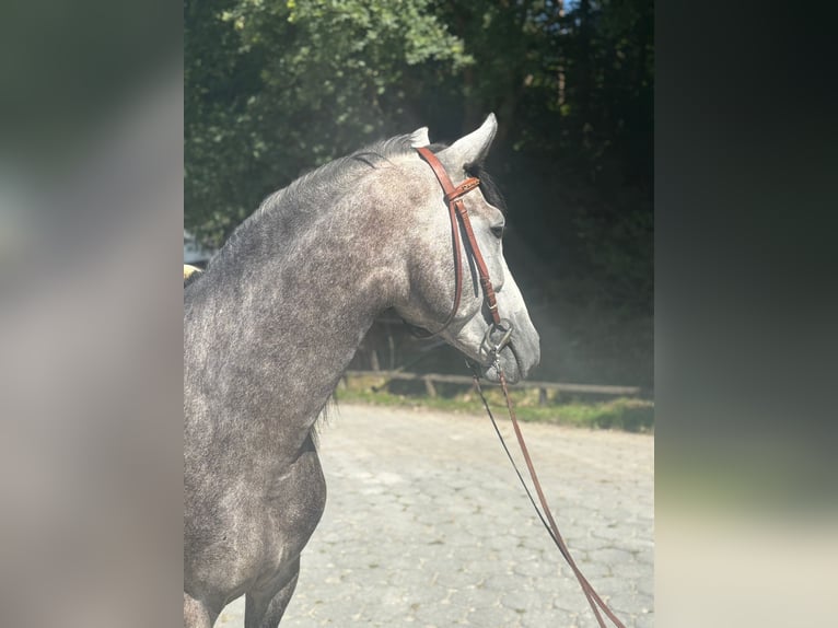 PRE Mix Stallion 4 years 15,2 hh Grey-Dapple in Neu-Anspach