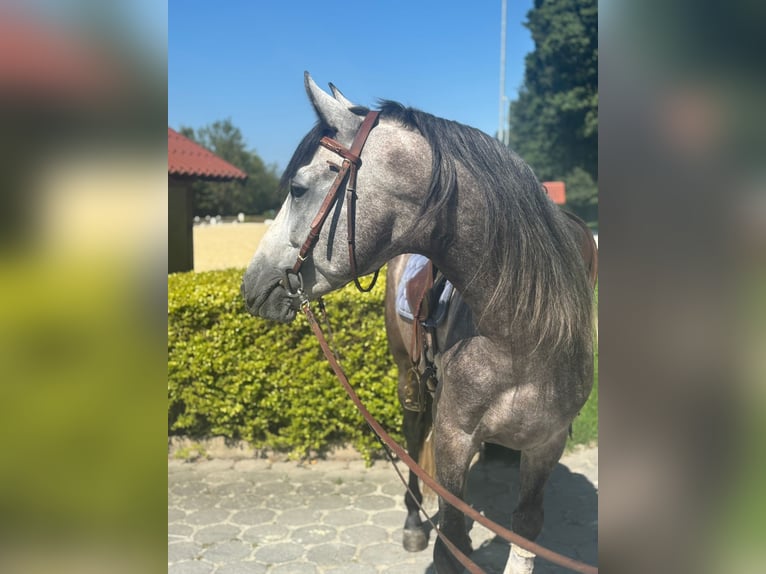 PRE Mix Stallion 4 years 15,2 hh Grey-Dapple in Neu-Anspach