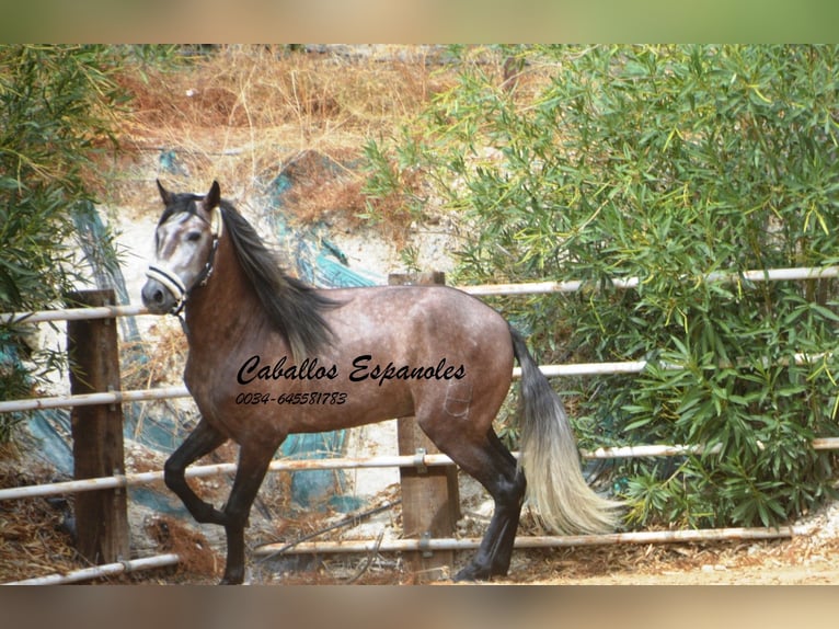 PRE Stallion 4 years 15,2 hh Grey-Dapple in Vejer de la Frontera